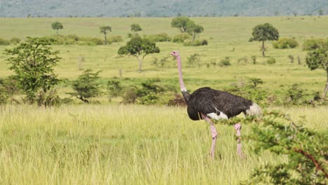 Ostrich-walking-running-across-luscious-green-savannah-plains-of-Masai-Mara-North-Conservancy,-African-flightless-birds-in-Maasai-Mara-National-Reserve,-Kenya,-Africa-Safari-Animals