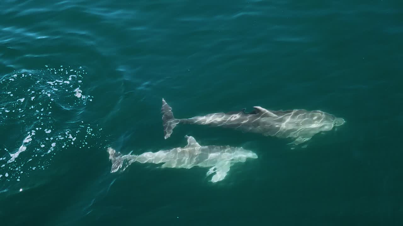 Delphinus taking in fresh air from the surface while diving in turquoise water - aerial view