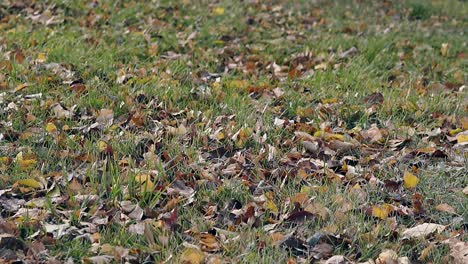 light breeze moves dry leaves across thin green grass