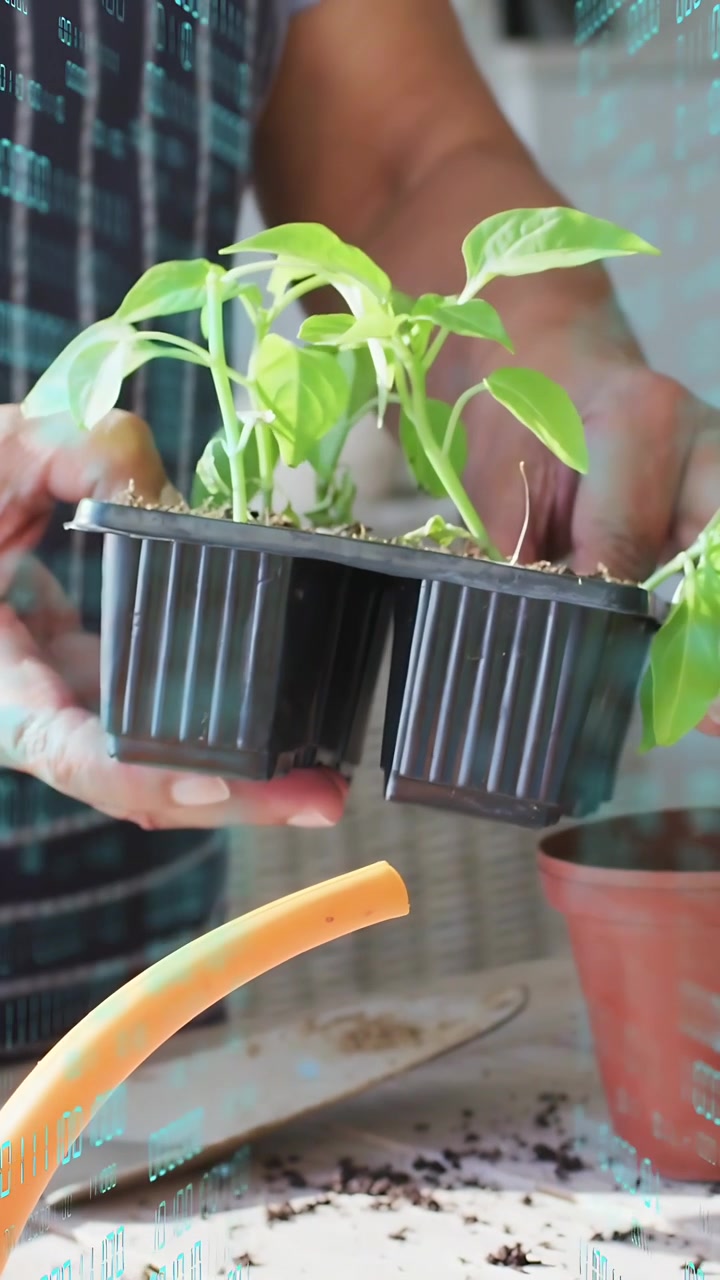 Video verticale: Donna anziana che solleva un vassoio di piantine, inserendo le piantine in un vaso di terracotta per il giardinaggio