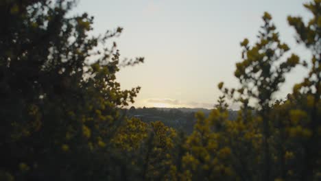 sunrise with sun coming up from behind a mountain surrounded by yellow bushes