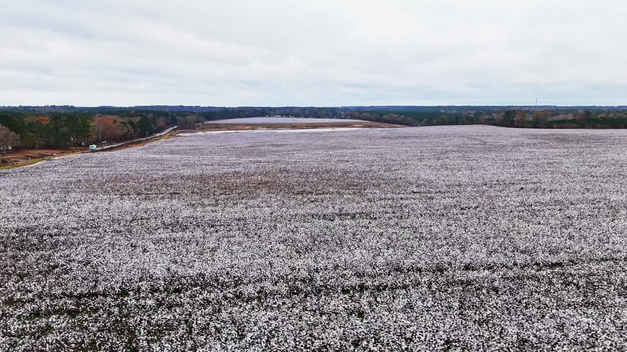 un vuelo de drones sobre un gran campo de algodón en columbia, carolina del sur.