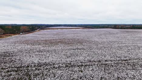 drone fly-over of a large cotton field in columbia, south carolina.