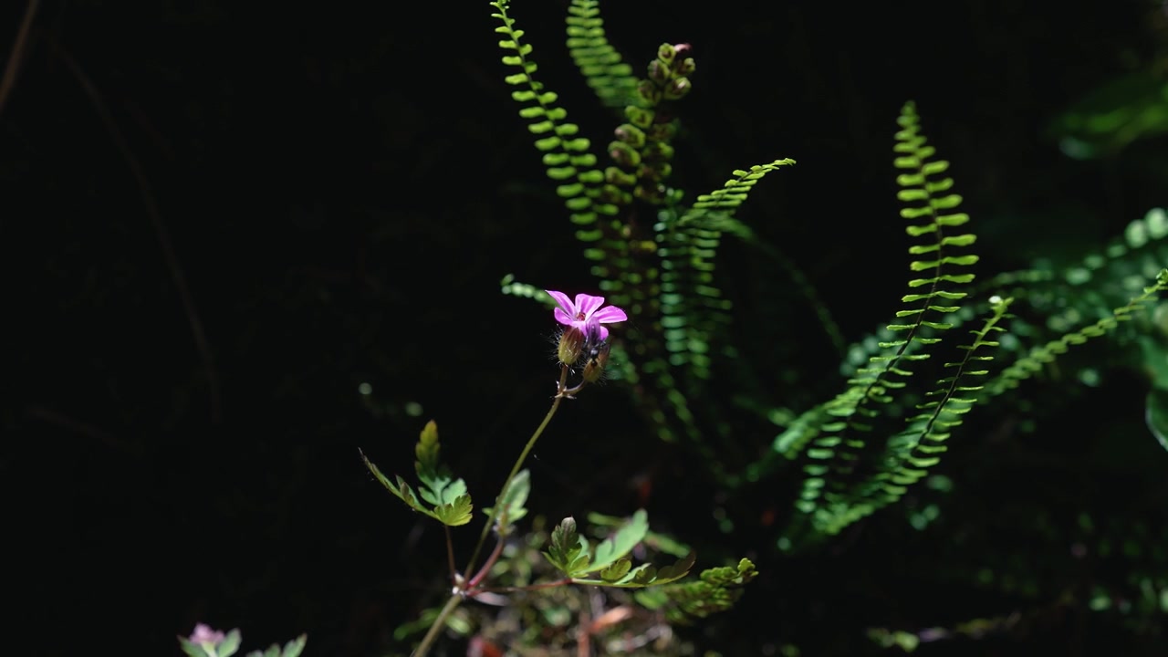 Primo piano di un piccolo fiore viola e felci verdi su sfondo sfocato di foresta scura. Pozze Smeraldine, Italia