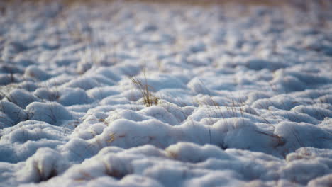 snowy field dry grass frosty winter day close up. thin weed stick out from snow.