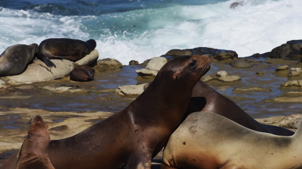 Playful sea lions interacting and resting on rocky coastline with ocean waves in the background