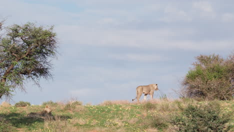 Rückansicht-Einer-Löwin,-Die-An-Einem-Sonnigen-Tag-In-Südafrika-Auf-Grasland-Läuft