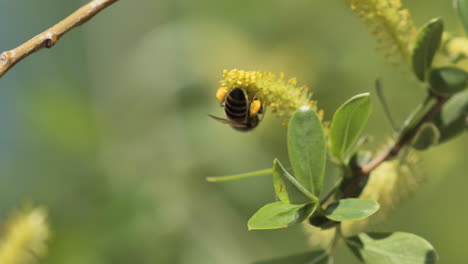 bee with pollen on her legs on a flower close up south of france