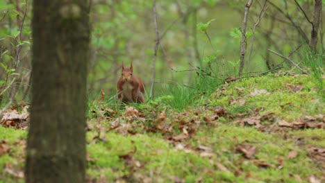 ardilla roja saltando sobre el suelo del bosque hacia la cámara, frontal slomo