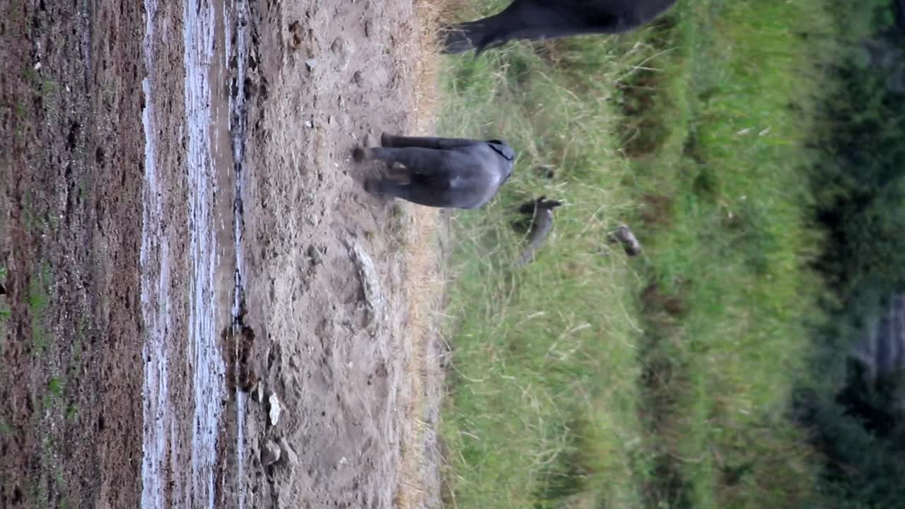 귀여운 아기 코끼리가 아버지에게 다가가기 위해 기어오르는 수직 비디오, 하루
