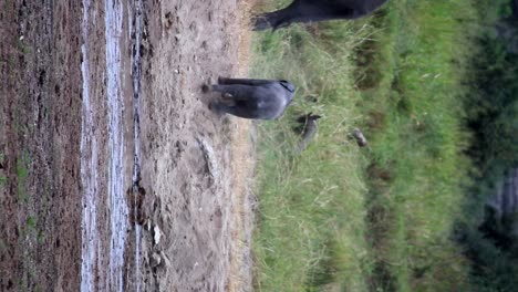 vertical video of cute little baby elephant trying to climb to reach father, day