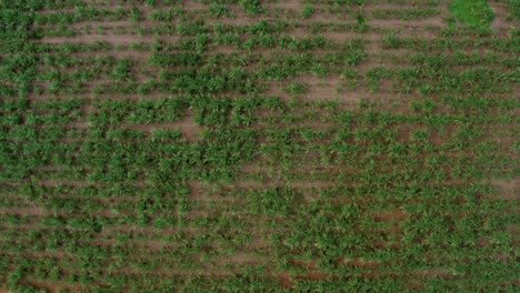 Aerial-drone-birds-eye-top-view-extreme-wide-shot-of-a-large-field-of-green-tropical-Sugar-Cane-growing-in-Tibau-do-Sul,-Rio-Grande-do-Norte-Brazil-on-a-rainy-cold-overcast-day