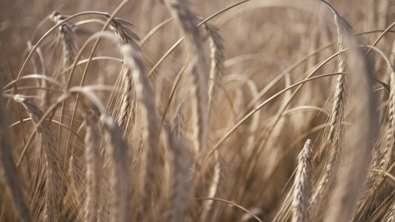 Slow Motion Dolly Shot of a Wheat Field Landscape in Summer