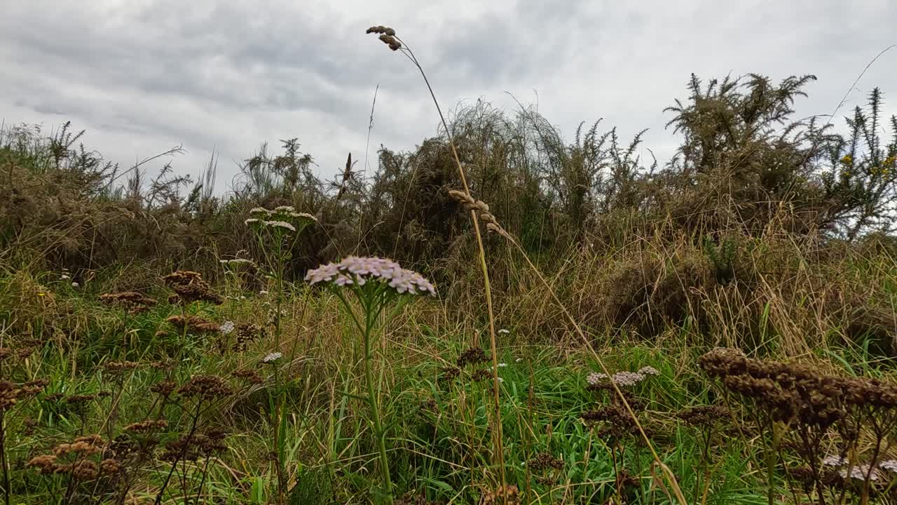A serene meadow with wildflowers and grasses under a cloudy sky, captured in Queenstown, New Zealand