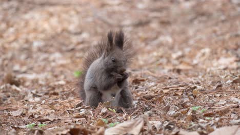 eurasian gray squirrel eating pine nuts on the ground