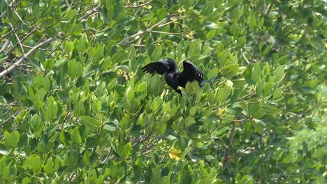 cormorants perched on mangroves branch.