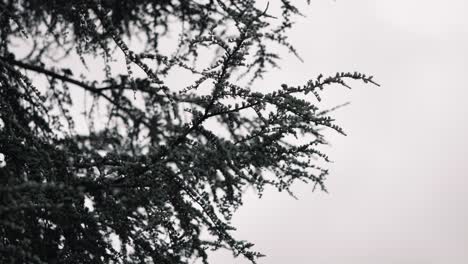 Leafy-tree-branches-against-a-clear-sky