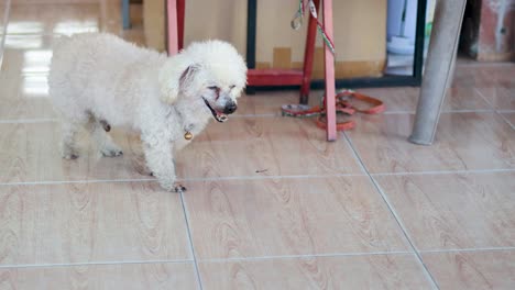 an elderly small dog walks around a tiled indoor area in phuket, thailand, under soft natural lighting