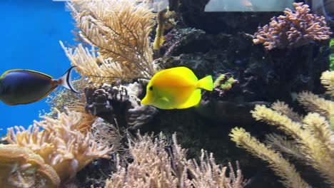 wide shot of a yellow tang swimming in an aquarium