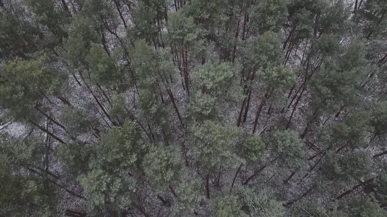 snowy forest trees top down drone aerial shot