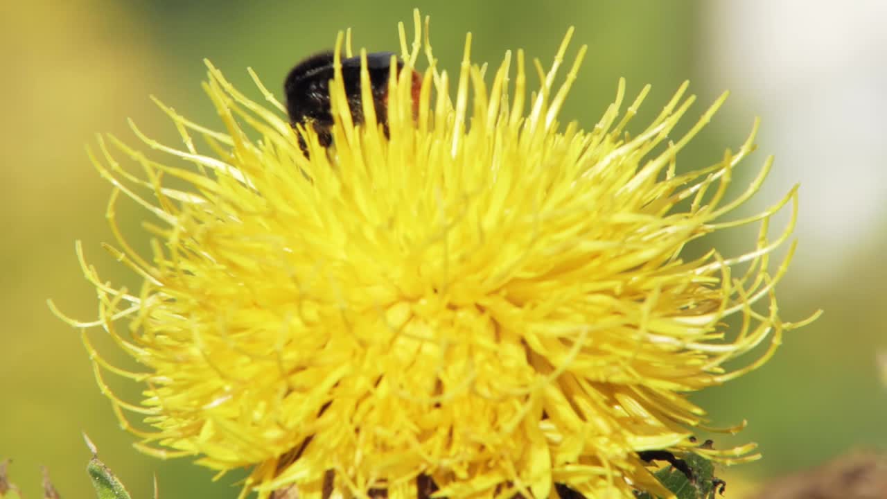 un primer plano macro de un abejorro en una flor amarilla buscando comida y volando