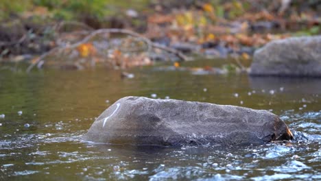 Amerikanische-Wasseramsel,-Die-Auf-Einem-Baumstamm-In-Einem-Bach-Hockt-Und-Sich-In-Zeitlupe-Bewegt