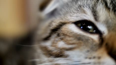 4k close-up eye of tabby cat