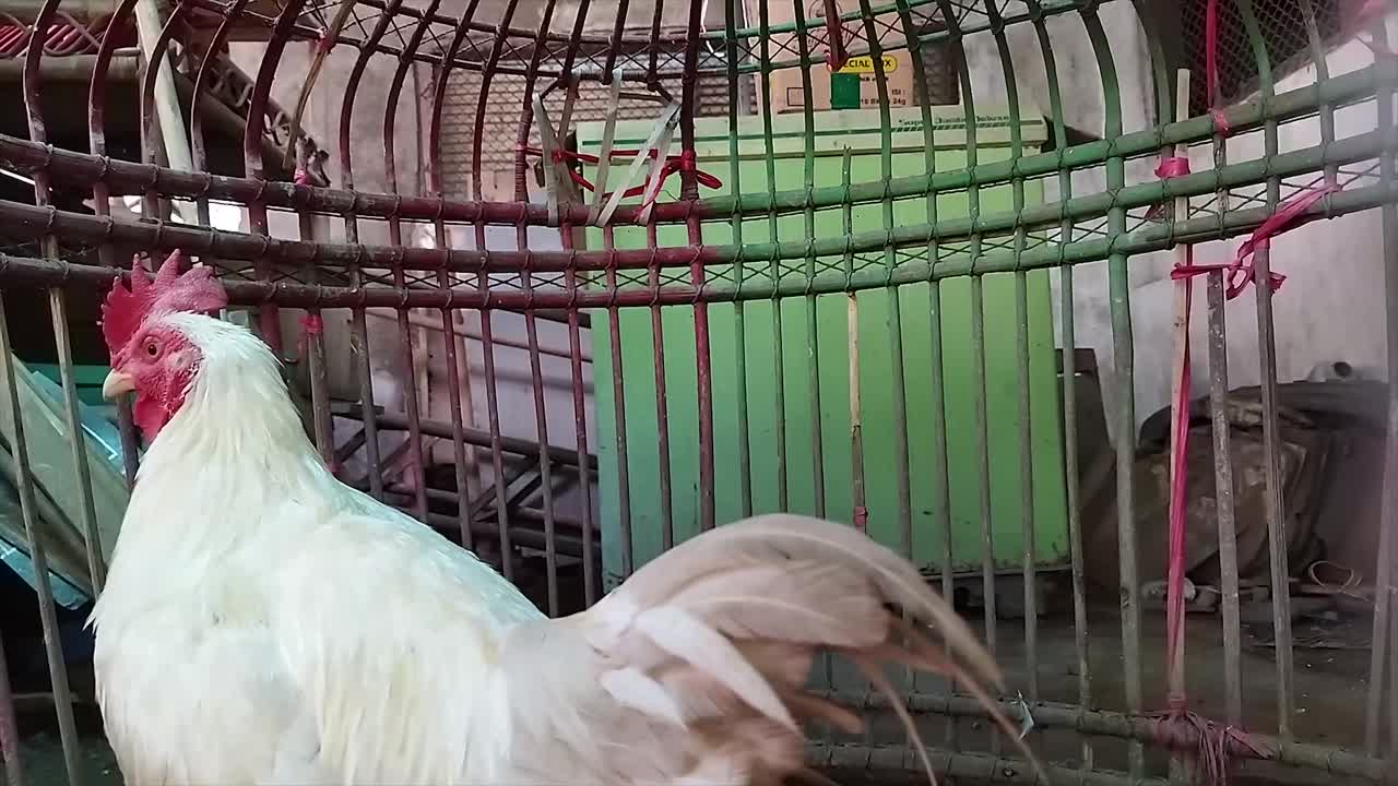 재미있게 보이는 호기심 많은  ⁇ 이 상황을 조심스럽게 지켜보고 있습니다.