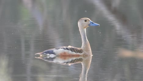 whistling duck in pond swimming uhd mp4 4k .