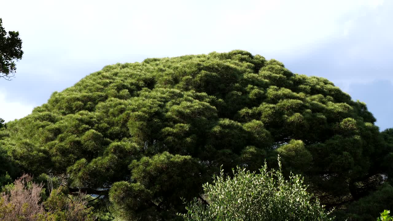 프랑스의 지중해 연안의 식물원 에 있는 초록색 니버 본사이 소나무