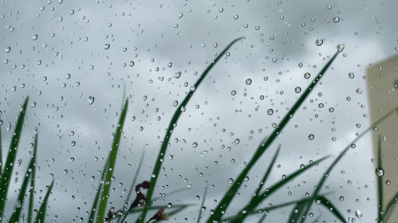 Slow tilt up of raindrops on a window with flowers moving with the wind behind