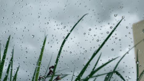 Inclinación-Lenta-Hacia-Arriba-De-Las-Gotas-De-Lluvia-En-Una-Ventana-Con-Flores-Moviéndose-Con-El-Viento-Detrás