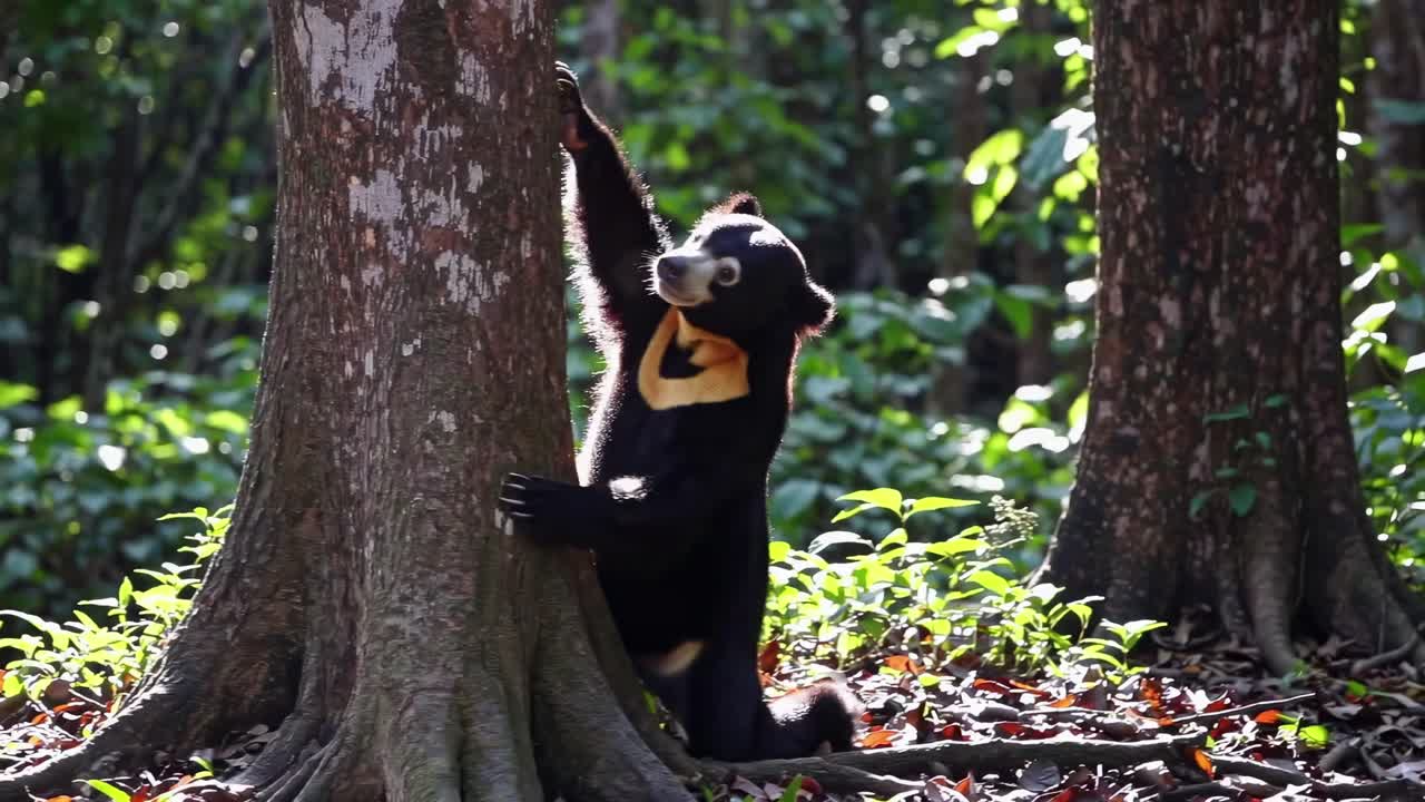 A sun bear reaches up a tree in a forest, captured from a low-angle shot