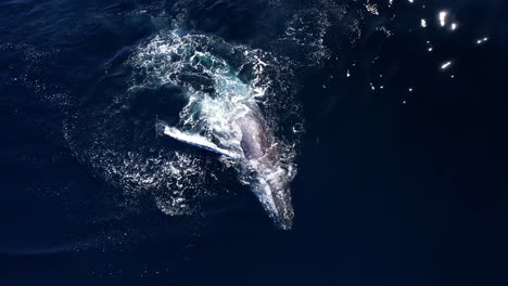 a top down view of a humpback whale rolling and pectoral slapping in perfect ocean conditions off of the coast of southern california