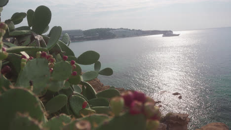 plantas de cactus junto al mar bajo el sol