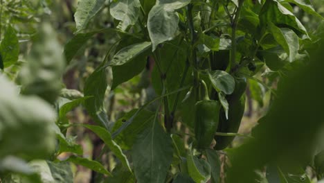 una planta vegetal de pimienta roja inmadura: crecimiento saludable en la agricultura agrícola ecológica