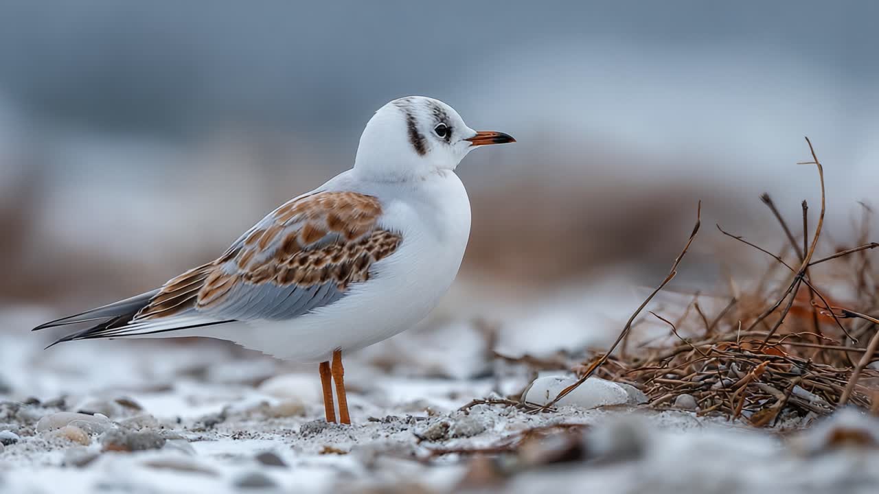 Et nærbilde av en vakker måke som står på snødekt mark, som fanger de intrikate detaljene i fjærene og uttrykkene i et fredfullt miljø.