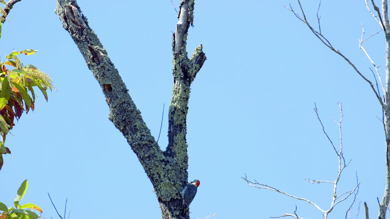 나무 줄기와 가지에 붉은 배 딱따구리