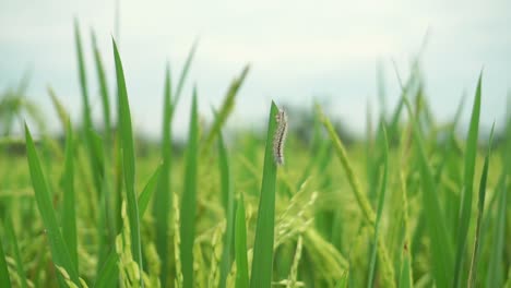 wild caterpillar resting on leaf of paddy plant inside green rice field during windy day,close up