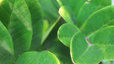 close up texture of greenish leaf leaves