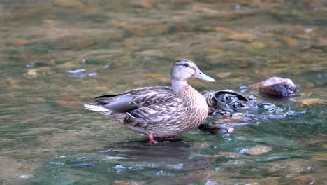 Pato-Nadando-En-Un-Arroyo-Contaminado