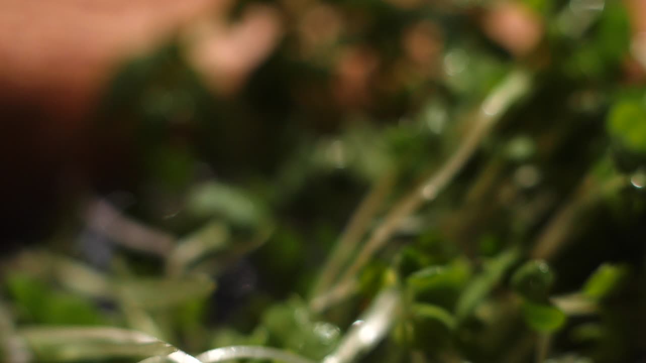 신선한 초록색의 클로즈업