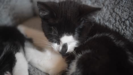 Little-kitten-trying-to-keep-her-eyes-open-as-she-falls-asleep