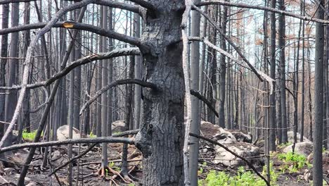 charred black and grey barren branches and empty forest stand remain after wildfire