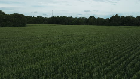 Growing-Cornfield-Crops-In-Rural-Agricultural-Land-Near-Lamar-In-Barton-County,-Missouri,-United-States