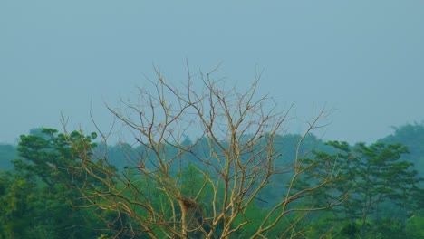 Vögel-Und-Adler-Fliegen-Mit-Den-Thermischen-Luftströmungen-In-Bangladesch-Durch-Den-Wald