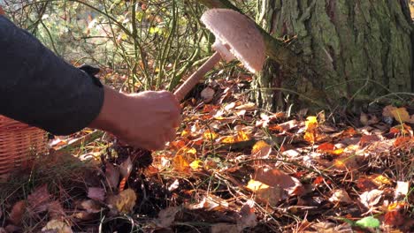 오염되지 않은 야생 자연 숲에서 가을 사냥 시즌 동안 macrolepiota-procera 백인 손으로 버섯 따기