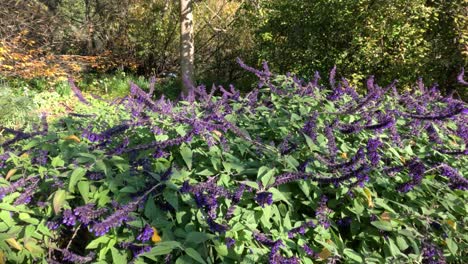 lavender flowers and trees in melbourne gardens