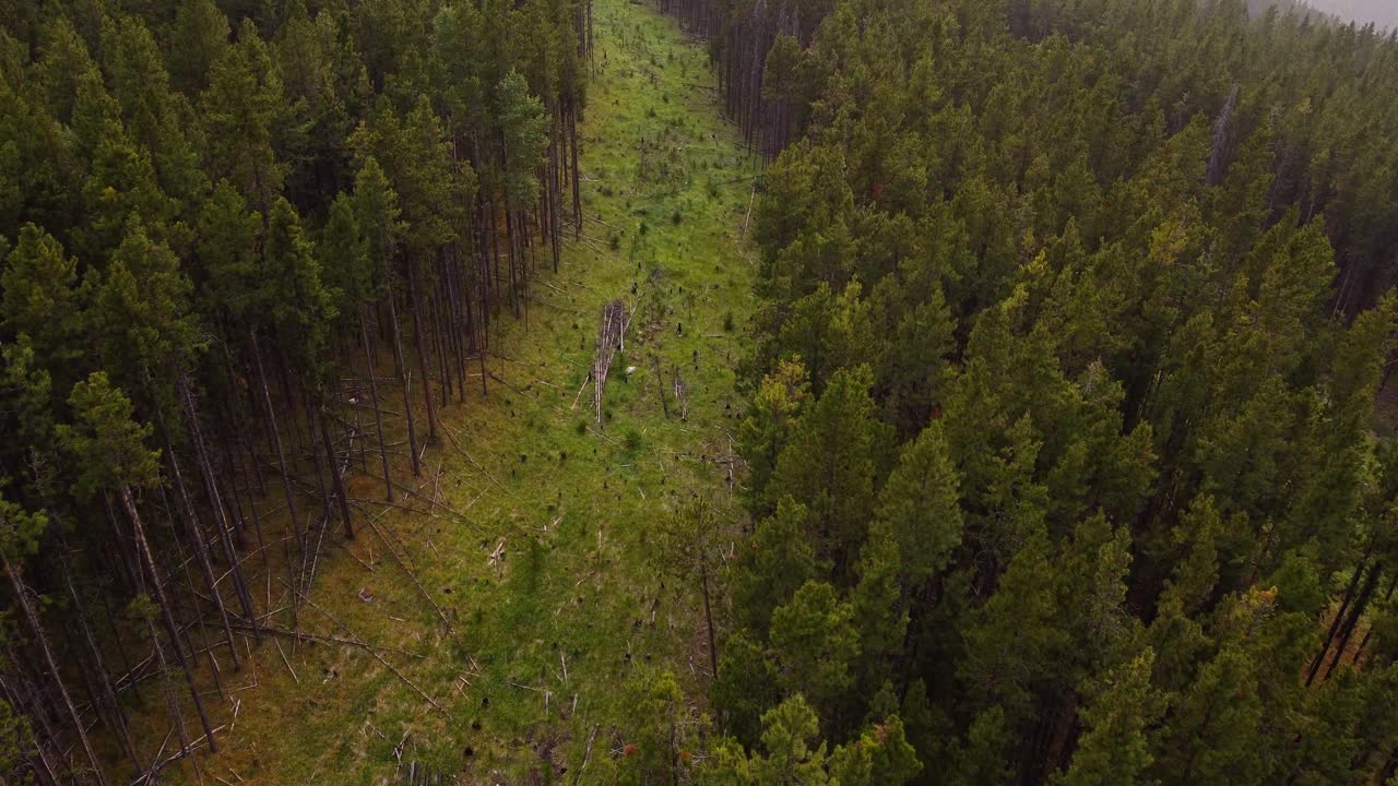bosque de pinos deforestado con tocones de acelgas.