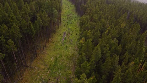 deforested pine forest with chard stumps